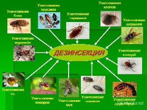 Продажа средства от тараканов клопов муравьев грызунов Город Черемхово 8олрбт.jpg